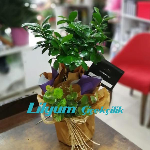 Bonsai Ağacı