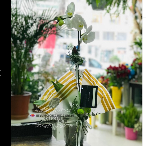 Tek Dal Tasarım Beyaz Orkide